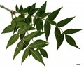 SpeciesSub: subsp. oxycarpa